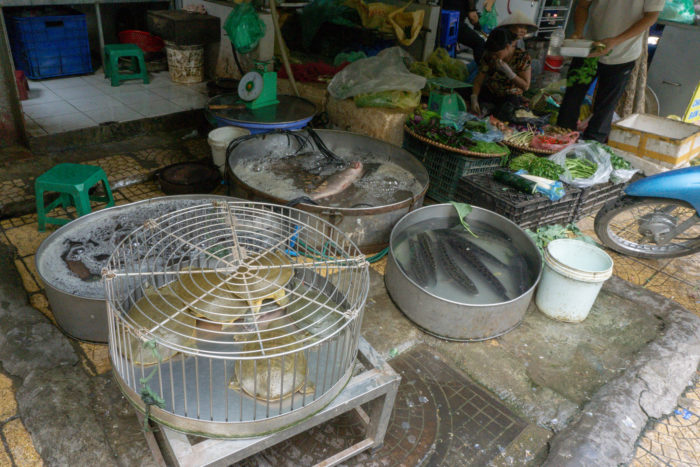 Lebende Fische Dong Xuan Markt in Hanoi
