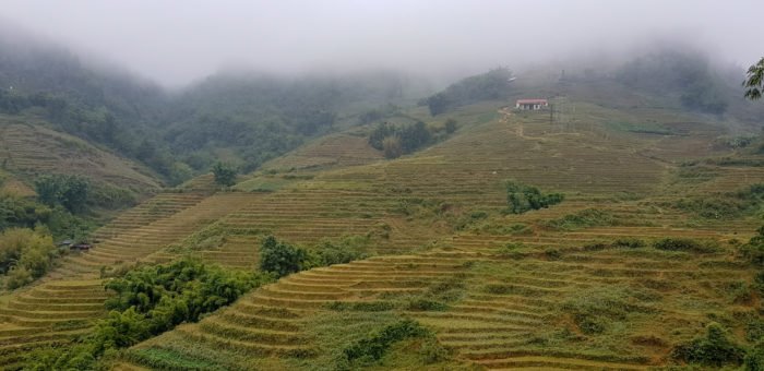 Reisfelder im Nebel in Sapa