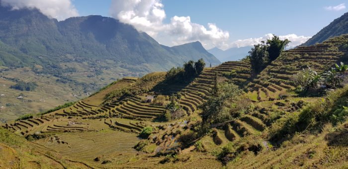 Reisfelder in Sapa