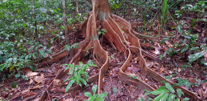 Botanic Garden im Phong Nha National Park