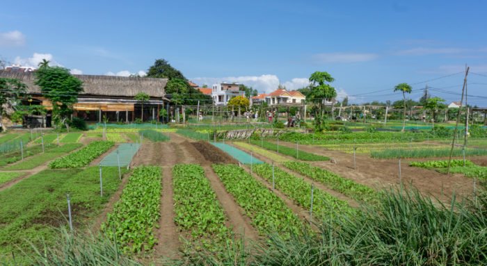 Gemüsedorf bei Hoi An