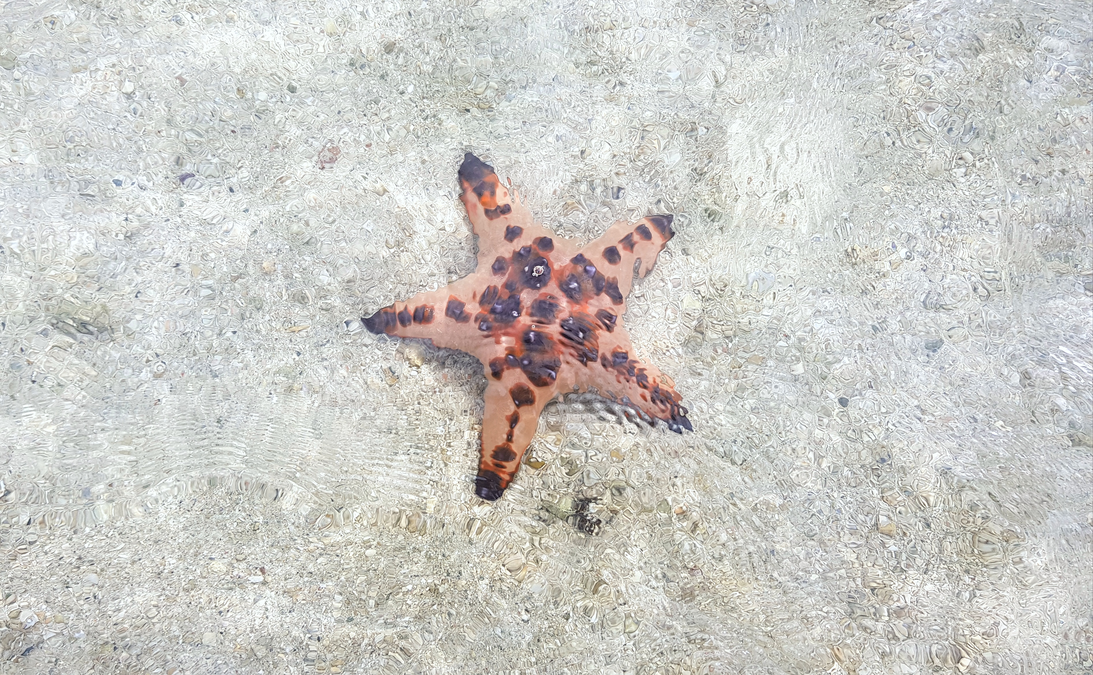 Seestern bei Island Hopping Tour in Port Barton