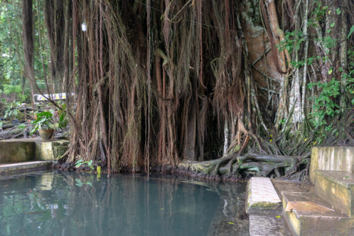 Century Old Balate Tree