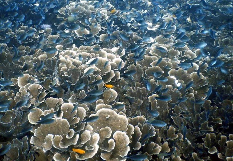 Sunken Island Diving Siquijor