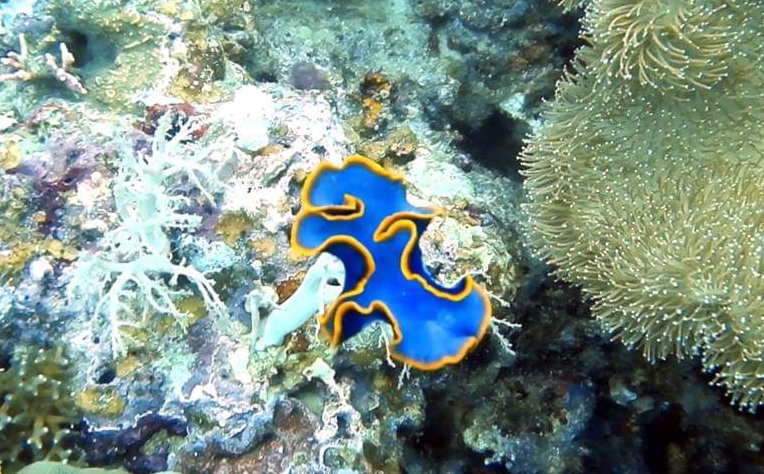 Spanish Dancer - Tauchen Auf Siquijor