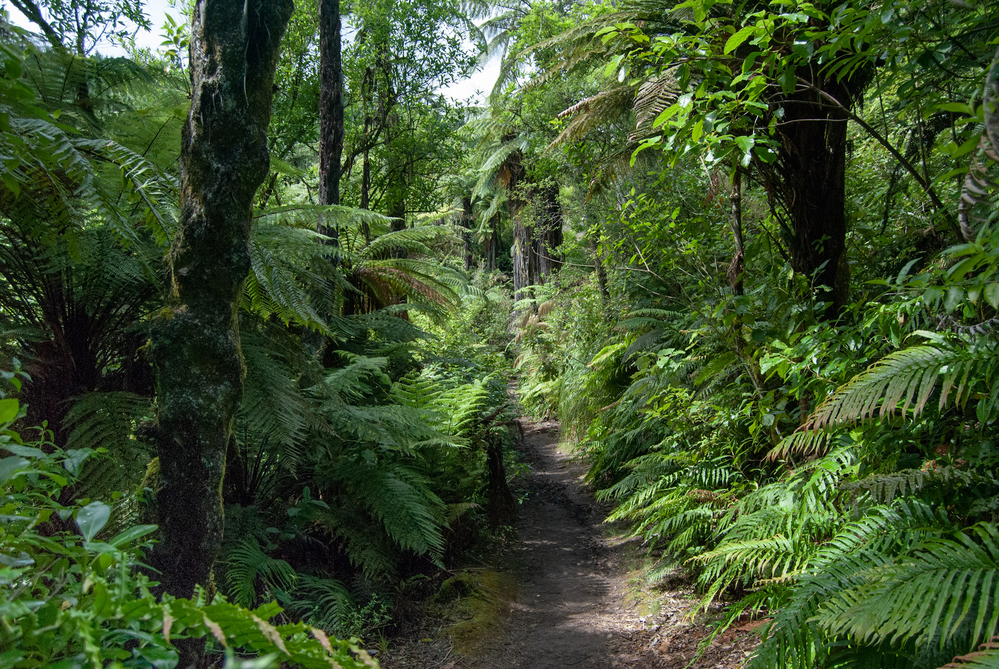 Whakarewarewa Forest bei Rotorua