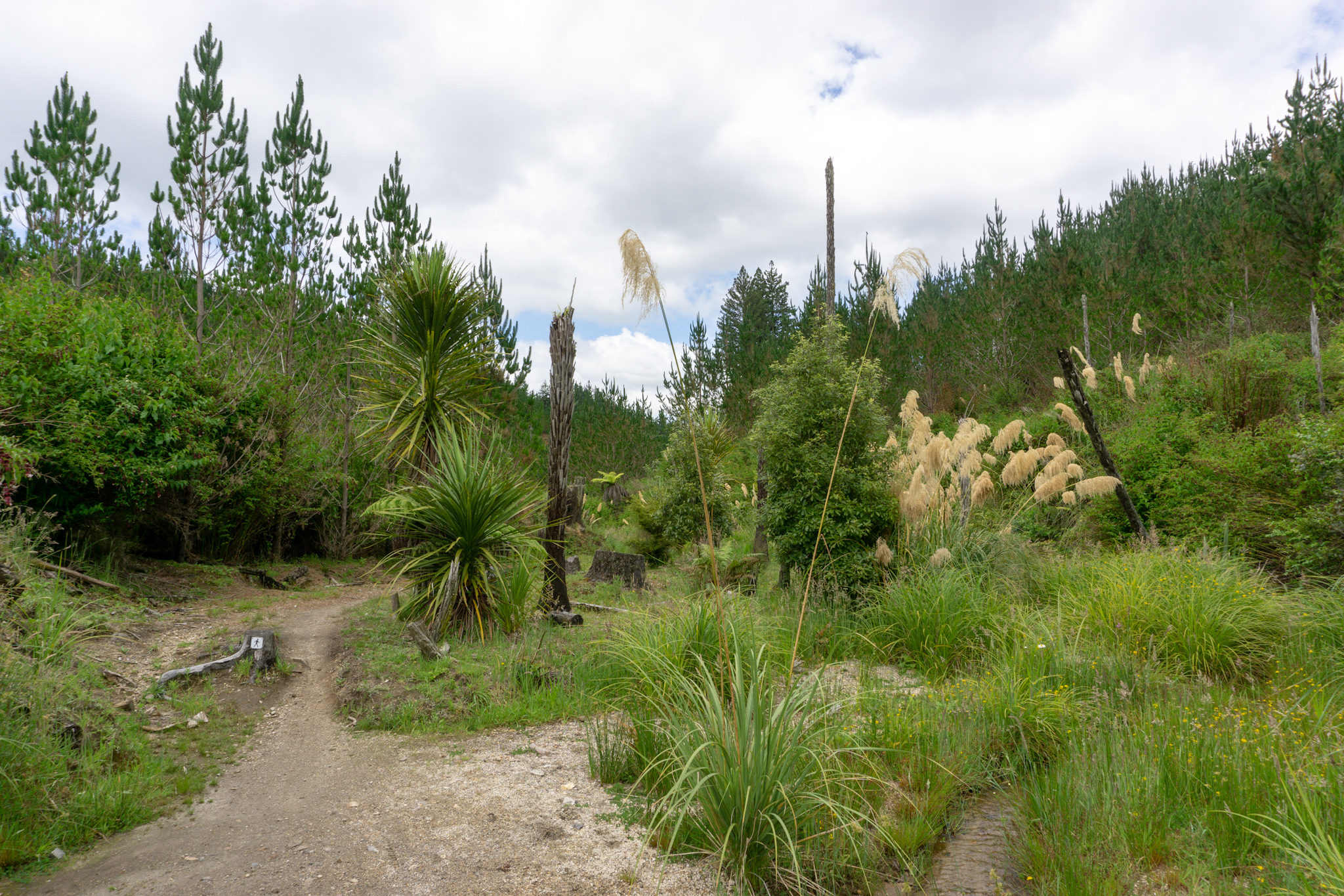 Wanderung im Whakarewarewa Forest