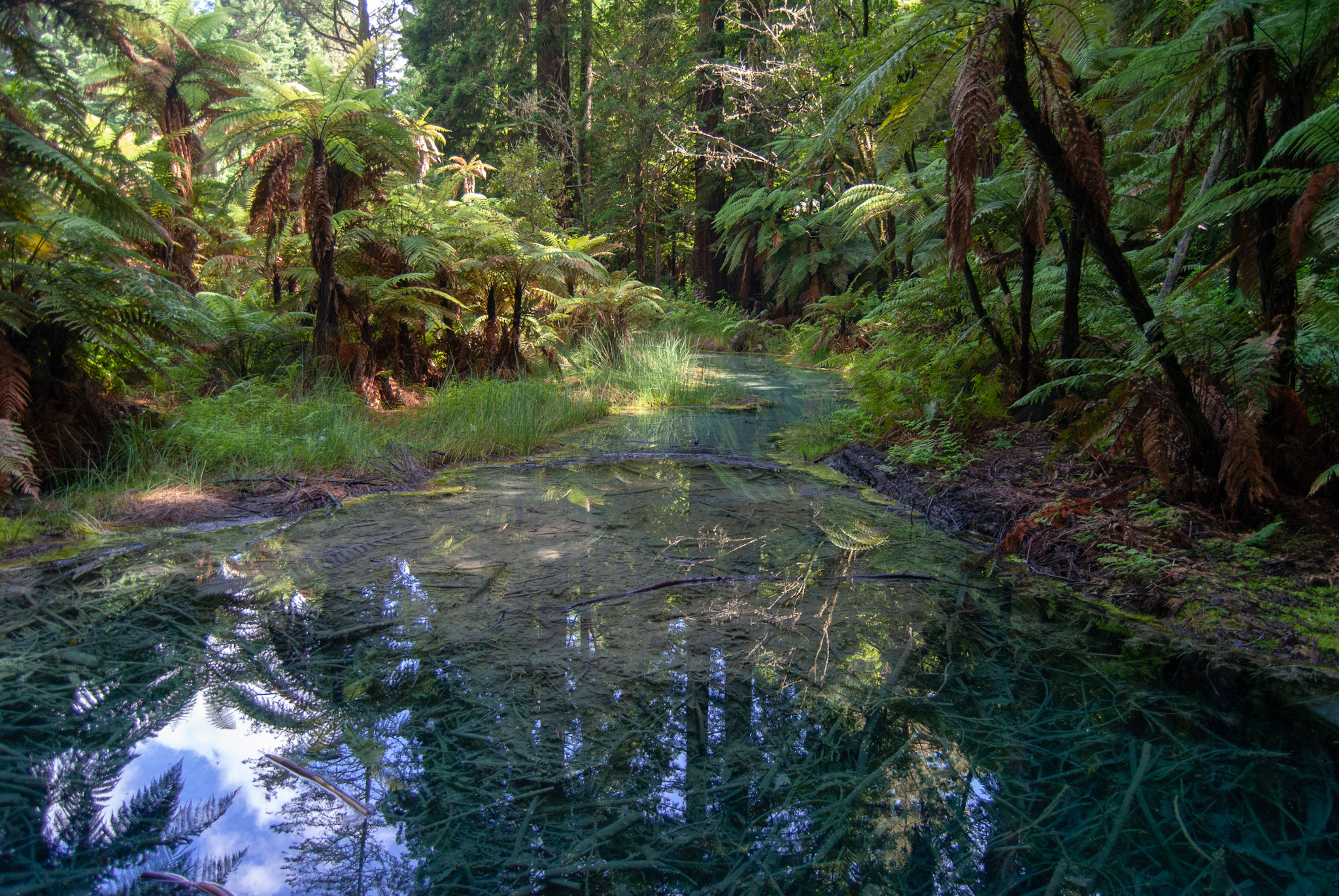 Wanderung in den Redwoods in Rotorua