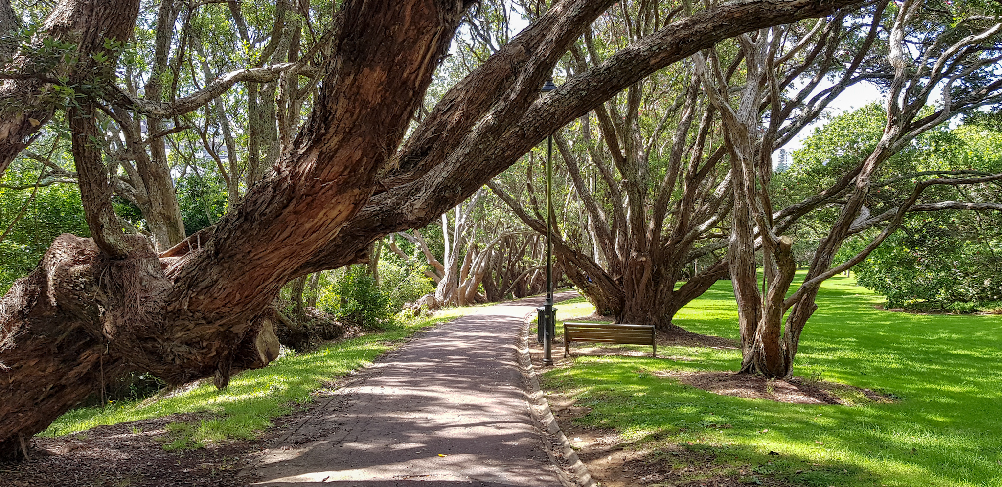 Giant Trees im Albert Park in Auckland