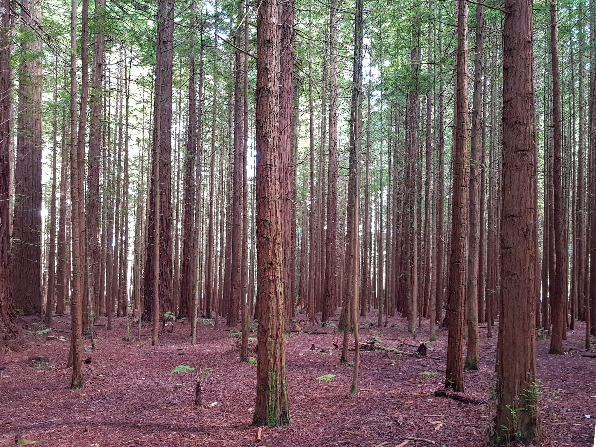 Redwoods in Rotorua