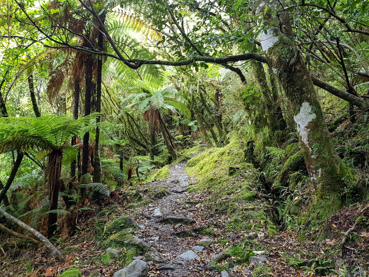 Roberts Point Track -  Franz Josef Gletscher