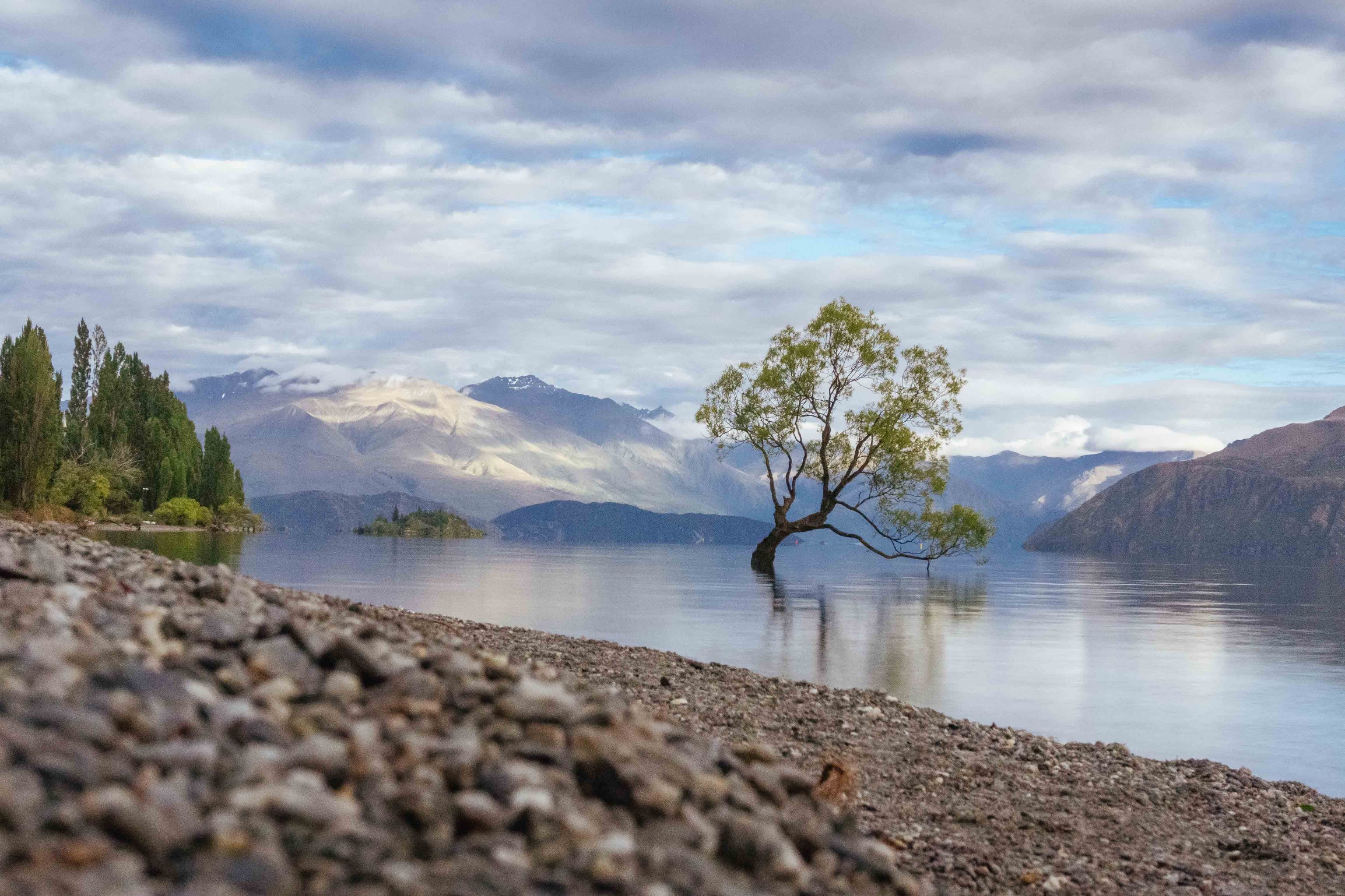 Wanaka Tree