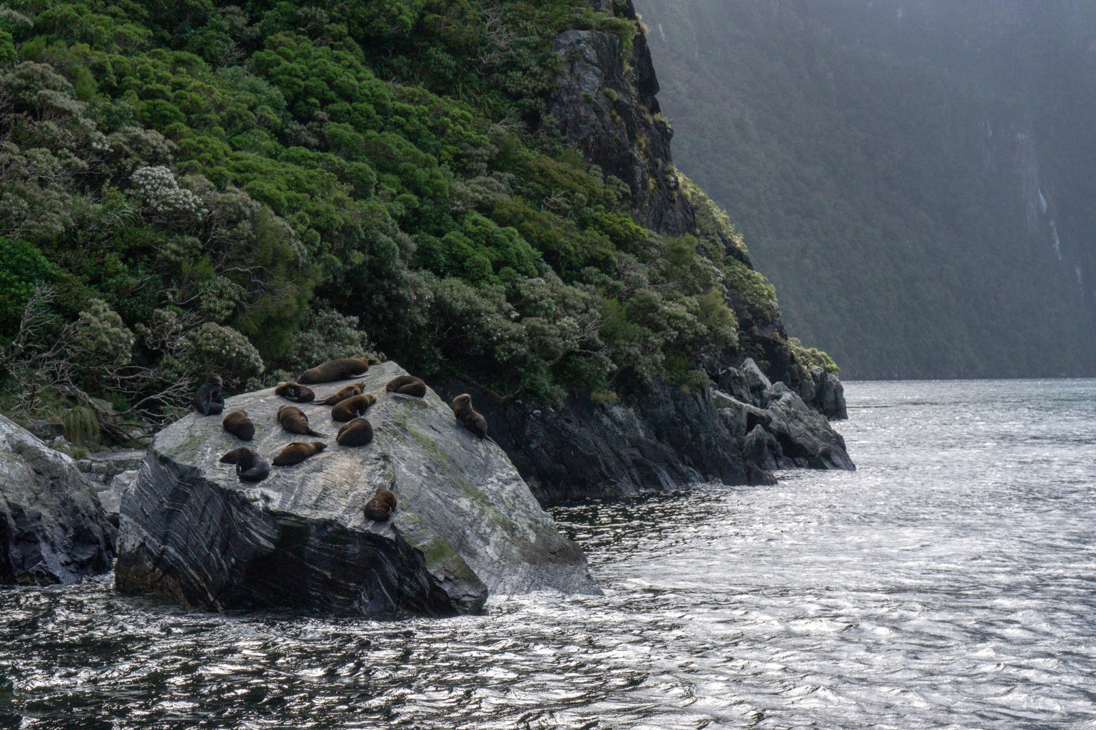 Seehunde im Milford Sound