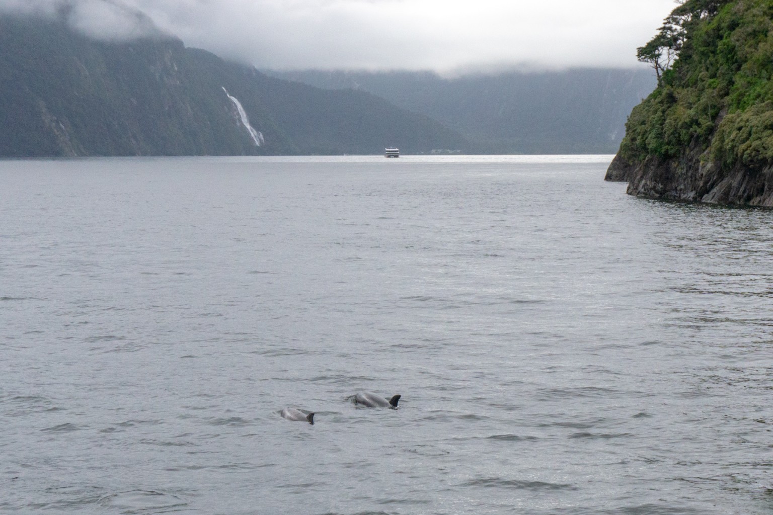 Delfine im Milford Sound