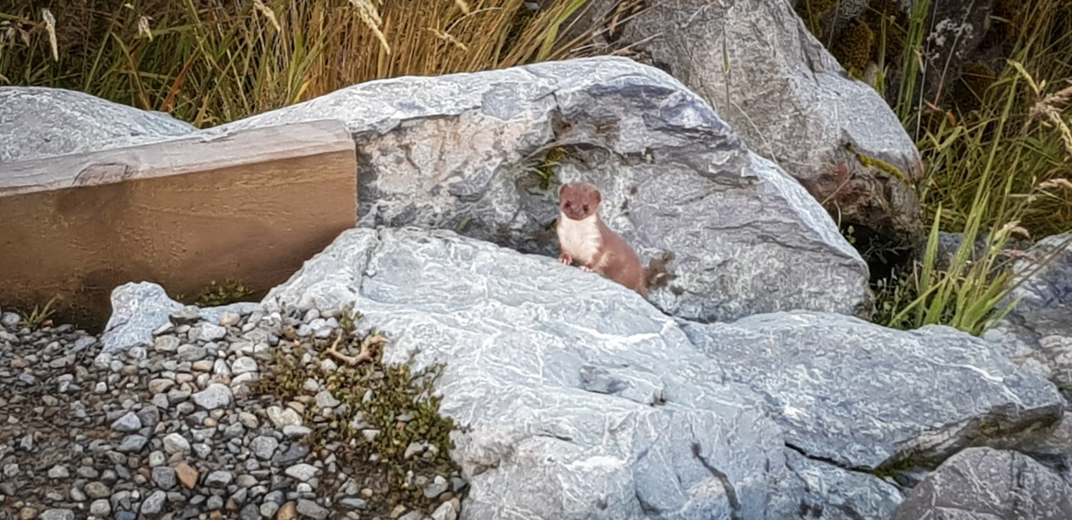 Niedliches Tierchen auf dem Hooker Valley Track
